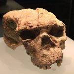 Yunxian_Man_Cranium_II_(10161611733)
