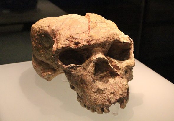 Yunxian_Man_Cranium_II_(10161611733)