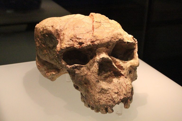 Yunxian_Man_Cranium_II_(10161611733)